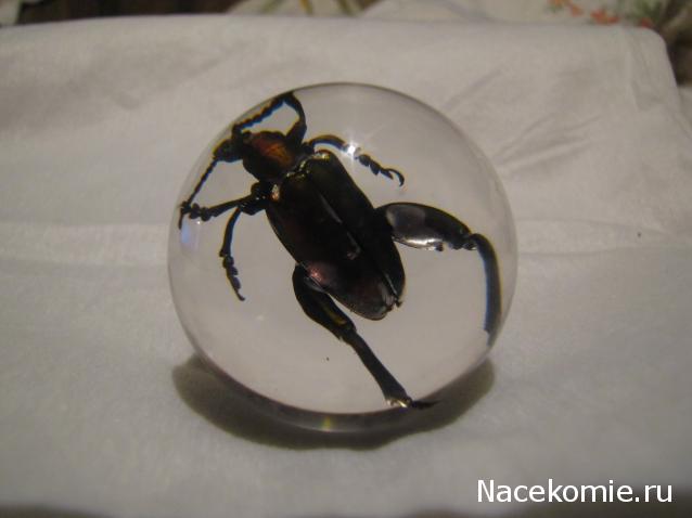 Чудеса Природы №15 - Листоед (Sagra femorata)