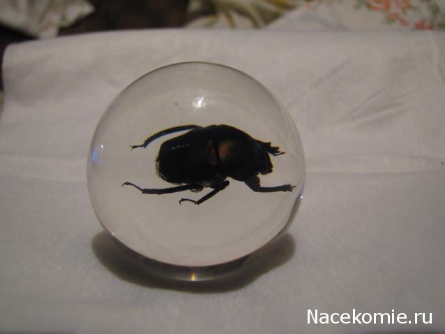 Чудеса Природы №21 - Жук - навозник (Gymnopleurus sinuatus)