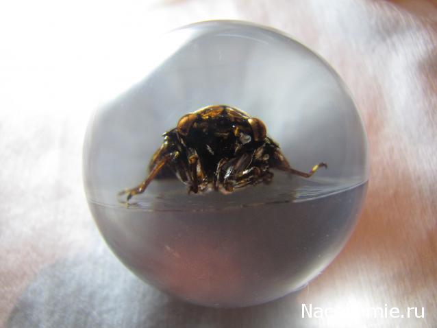 Чудеса Природы №23 - Цикада (Cryptotympana atrata)