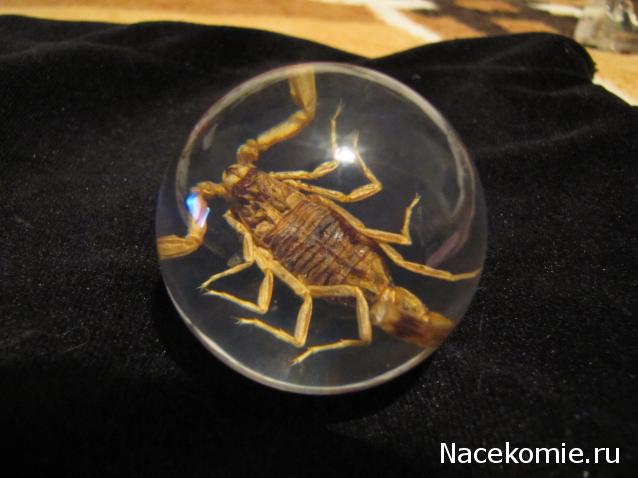 Чудеса Природы №2  - Маньчжурский Скорпион