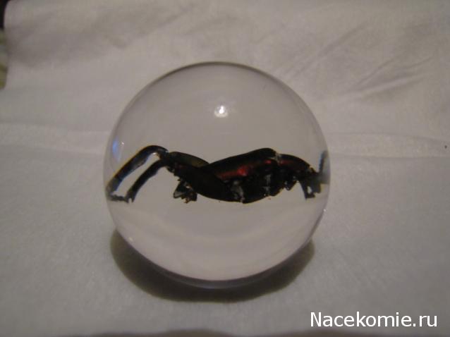 Чудеса Природы №15 - Листоед (Sagra femorata)