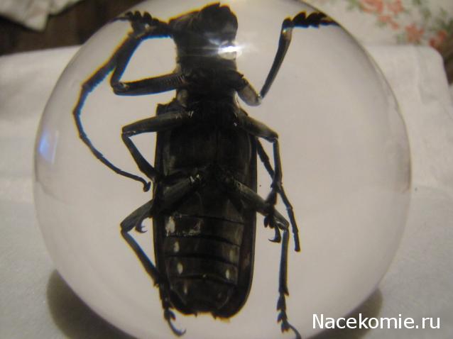 Чудеса Природы Спецвыпуск №2 - Жук - усач