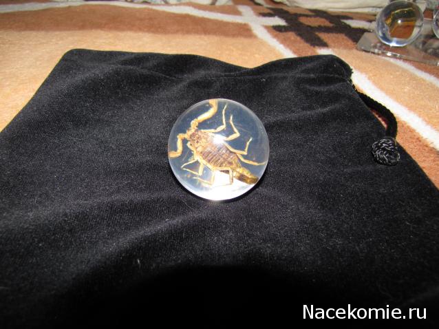 Чудеса Природы №2  - Маньчжурский Скорпион