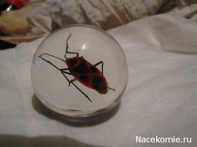 Чудеса Природы №13 - Клоп (Macrocheraia grandis)