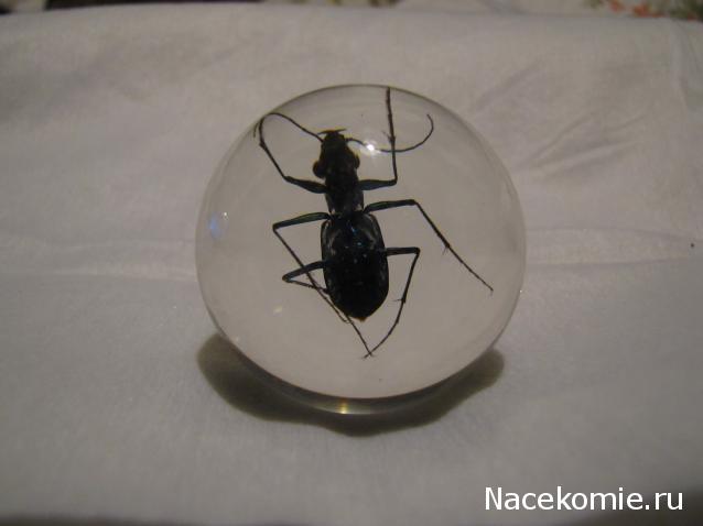 Чудеса Природы №20 - Жук - скакун (Cicindela Aurulenta)