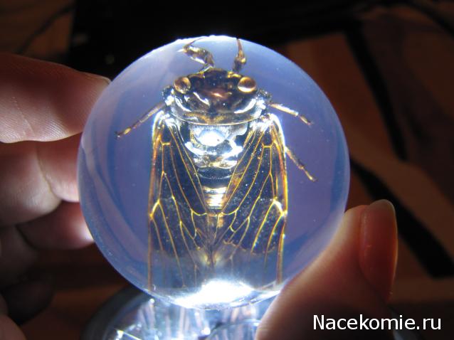 Чудеса Природы №23 - Цикада (Cryptotympana atrata)