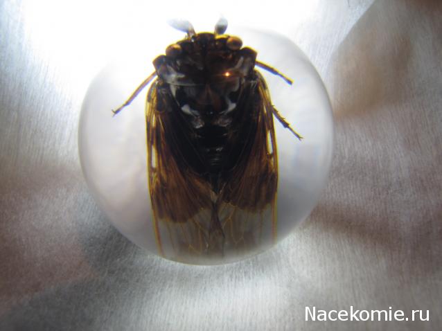 Чудеса Природы №23 - Цикада (Cryptotympana atrata)