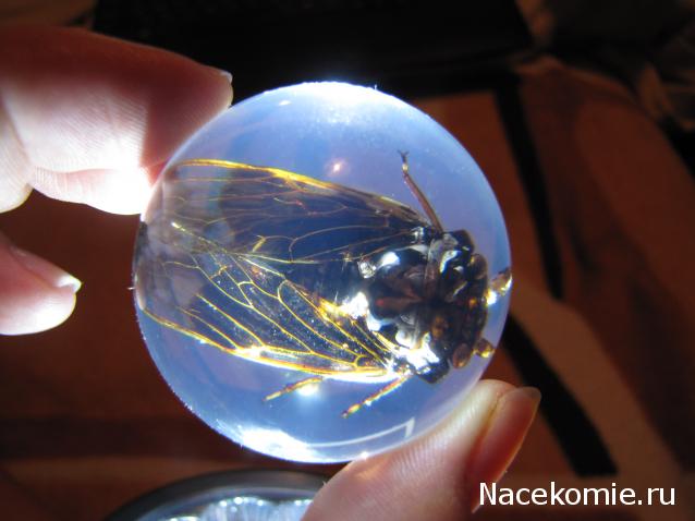 Чудеса Природы №23 - Цикада (Cryptotympana atrata)