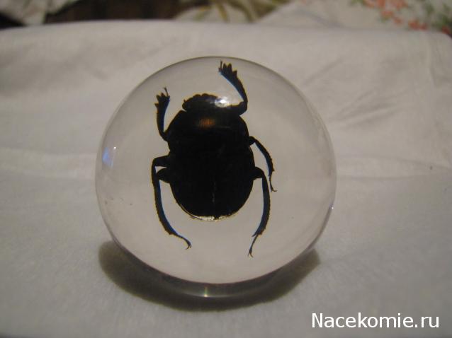 Чудеса Природы №21 - Жук - навозник (Gymnopleurus sinuatus)