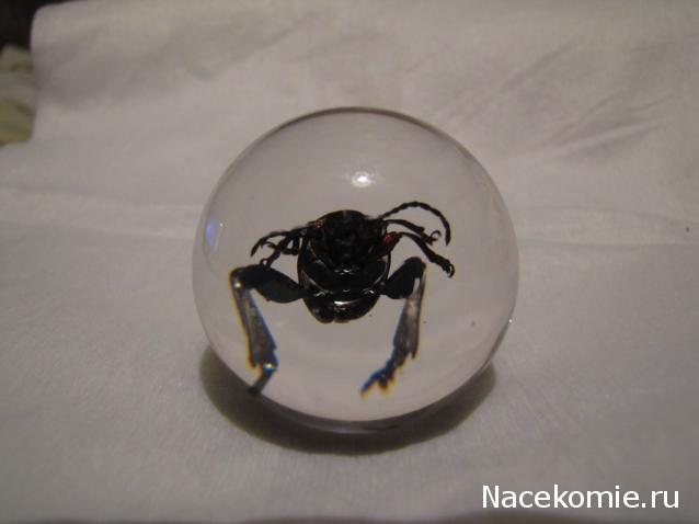 Чудеса Природы №15 - Листоед (Sagra femorata)