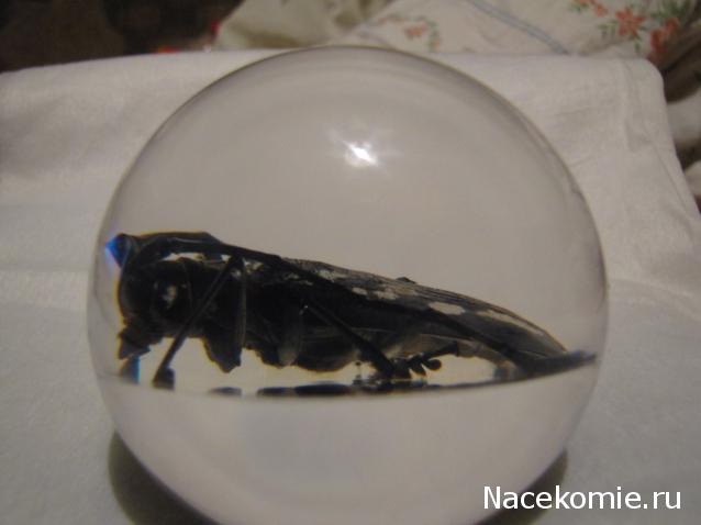 Чудеса Природы Спецвыпуск №2 - Жук - усач