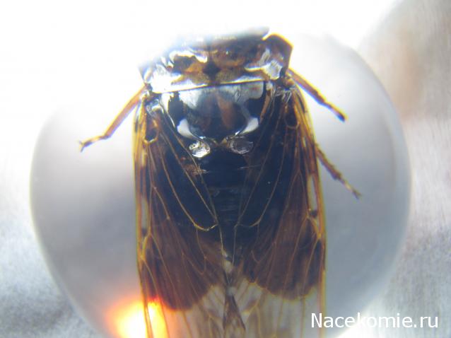 Чудеса Природы №23 - Цикада (Cryptotympana atrata)