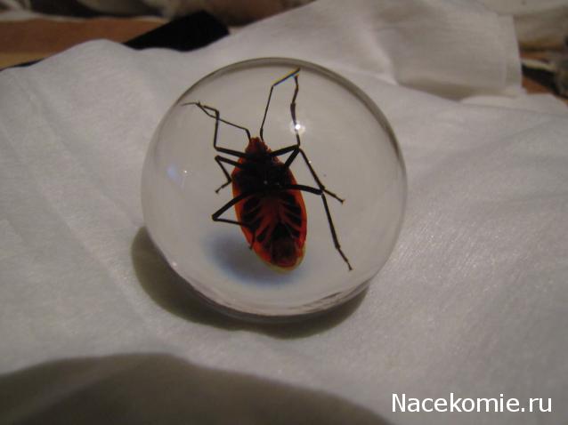 Чудеса Природы №13 - Клоп (Macrocheraia grandis)