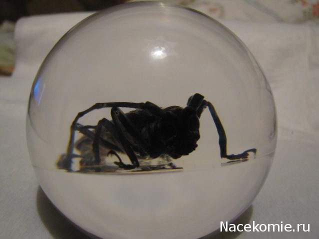 Чудеса Природы Спецвыпуск №2 - Жук - усач