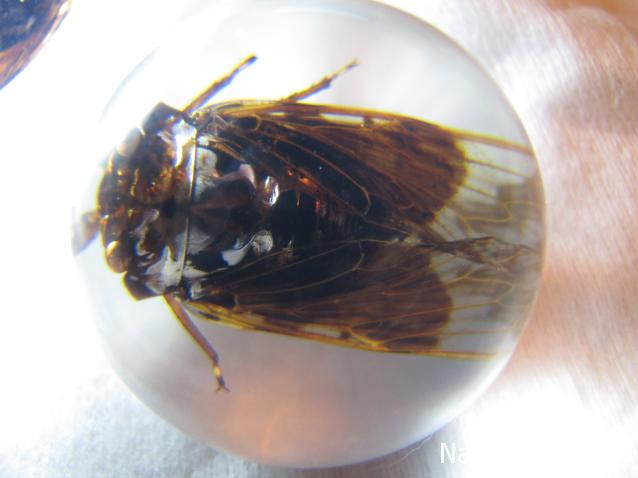 Чудеса Природы №23 - Цикада (Cryptotympana atrata)