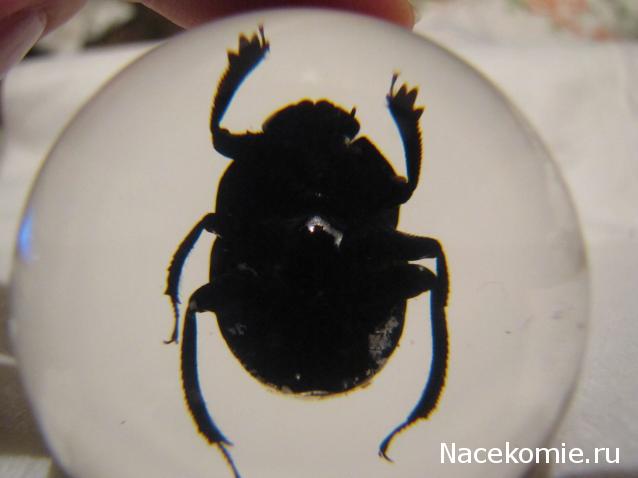 Чудеса Природы №21 - Жук - навозник (Gymnopleurus sinuatus)