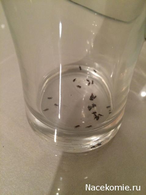 Помощь в определении насекомых