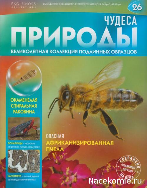 Чудеса Природы №26 - Окаменелая спиральная раковина