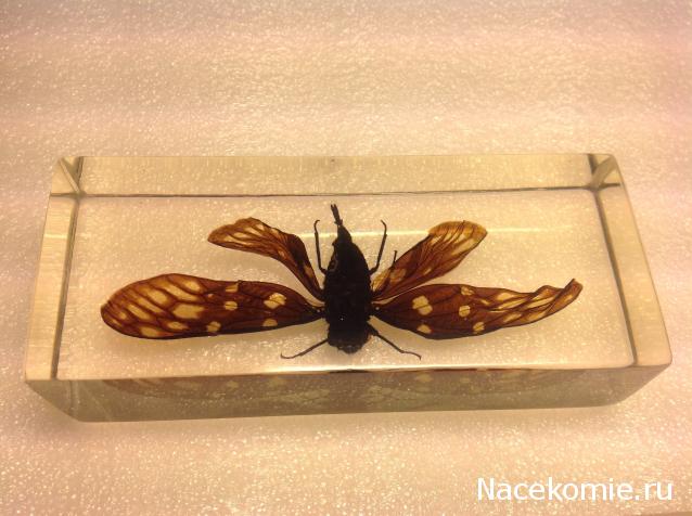 Насекомые №49 - Цикада (Gaeana maculata)