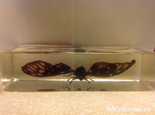 Насекомые №49 - Цикада (Gaeana maculata)