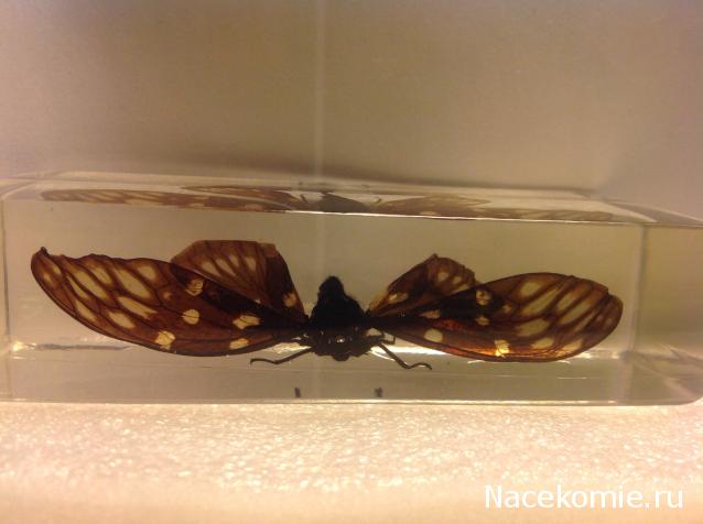 Насекомые №49 - Цикада (Gaeana maculata)