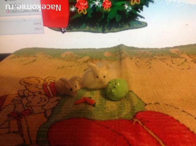 Санта 2014- 2015