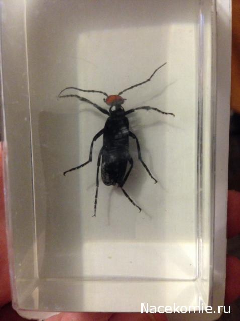 Насекомые №46 - Эпикаута (Epicauta rufidorsum)