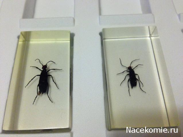 Насекомые №46 - Эпикаута (Epicauta rufidorsum)