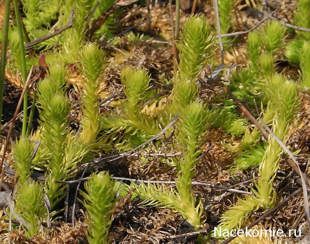 repLIka - Лучше поздно, чем никогда