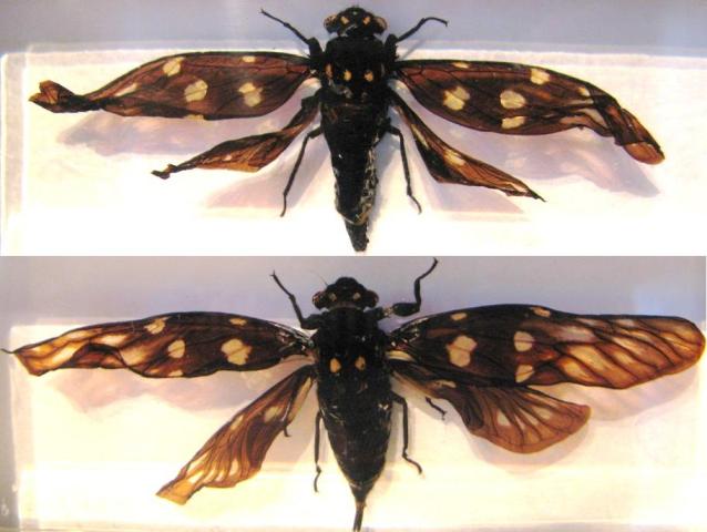 Насекомые №49 - Цикада (Gaeana maculata)