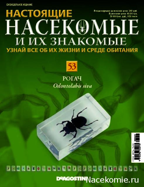 Насекомые №53 - Жук-рогач (Odontolabis siva)