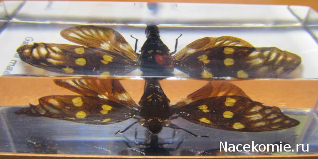 Насекомые №49 - Цикада (Gaeana maculata)