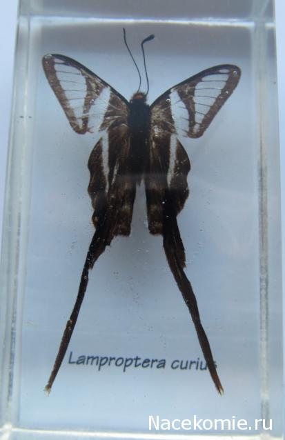 Насекомые №50 - Белый парусник (Lamproptera curius)