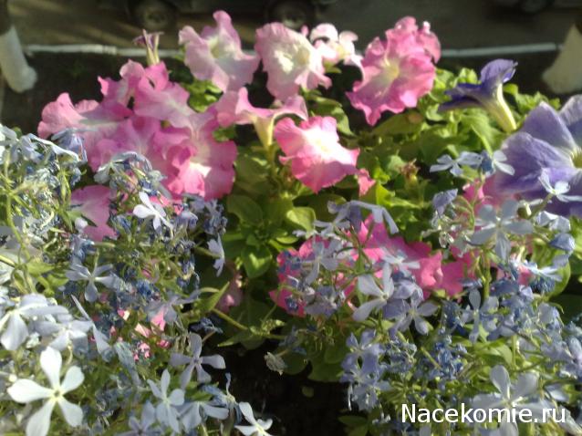 Наши Дни Рождения