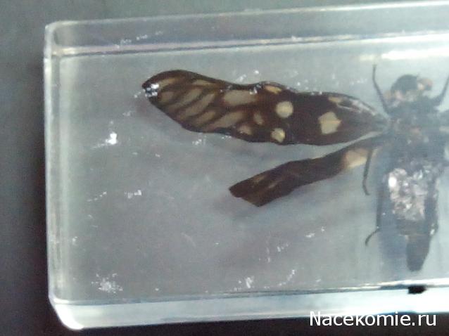 Насекомые №49 - Цикада (Gaeana maculata)