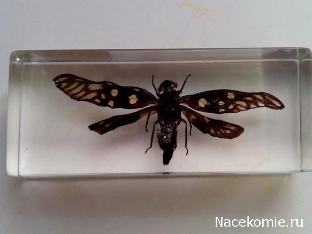 Насекомые №49 - Цикада (Gaeana maculata)