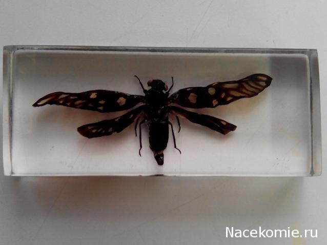 Насекомые №49 - Цикада (Gaeana maculata)