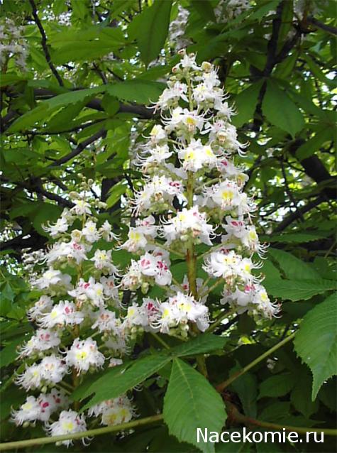 Marisha39 - Минички