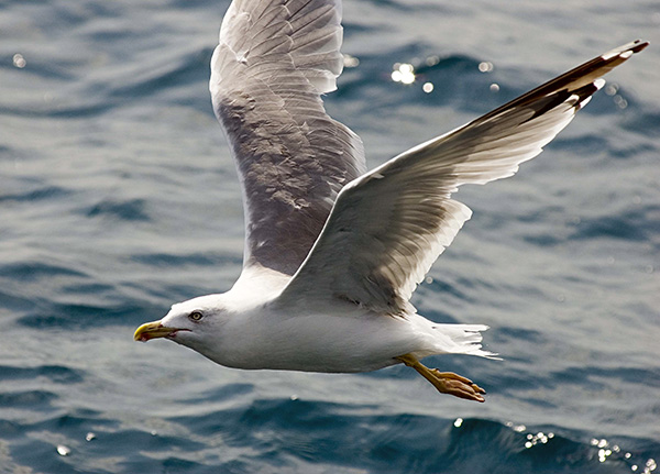 Практика. Задания с картинками