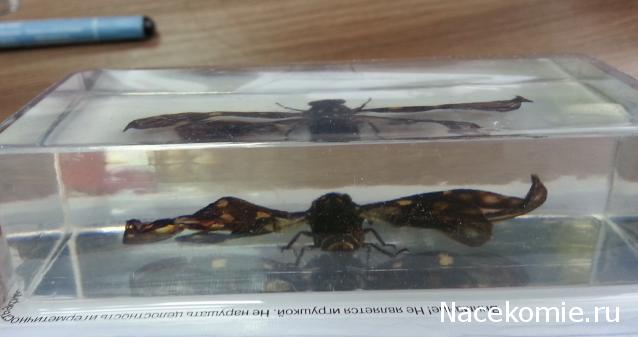 Насекомые №49 - Цикада (Gaeana maculata)