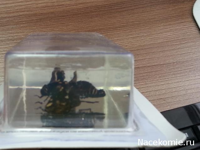 Насекомые №49 - Цикада (Gaeana maculata)