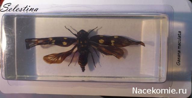 Насекомые №49 - Цикада (Gaeana maculata)