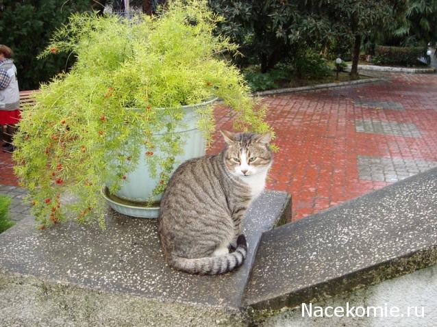 Практика. Задания с картинками