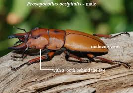 Насекомые №48 - Жук-рогач (Prosopocoilus suturalis)