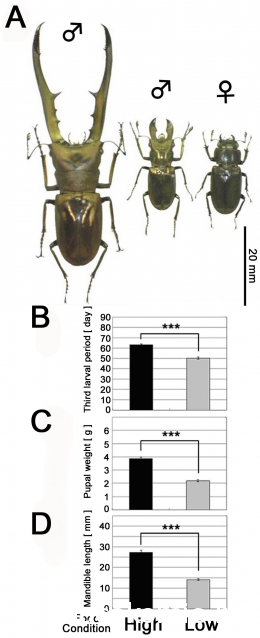 Насекомые №48 - Жук-рогач (Prosopocoilus suturalis)