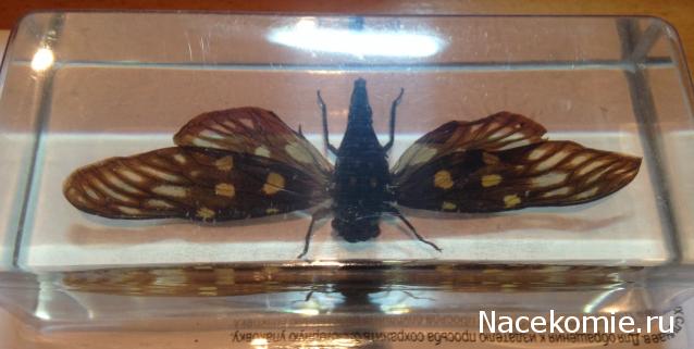 Насекомые №49 - Цикада (Gaeana maculata)