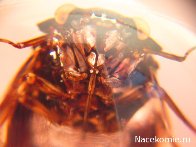 Чудеса Природы №23 - Цикада (Cryptotympana atrata)