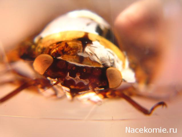 Чудеса Природы №23 - Цикада (Cryptotympana atrata)