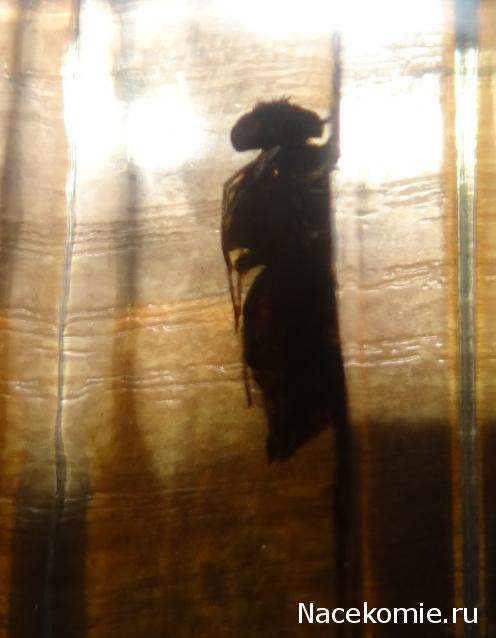 Насекомые №50 - Белый парусник (Lamproptera curius)