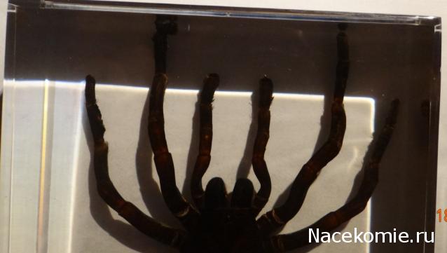 Насекомые. Спец.выпуск №2 - Паук-птицеяд